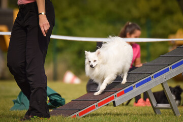 Dog is running in agility park on dog walk. She teachs new thing for competition.	