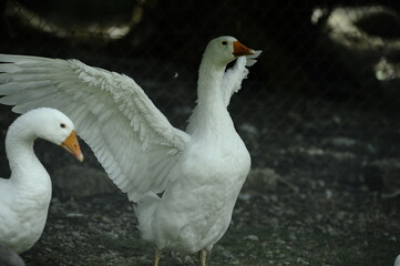 Fototapeta premium Domestic goose (Anser anser domescticus) in a rural environement-farm bird in natural light