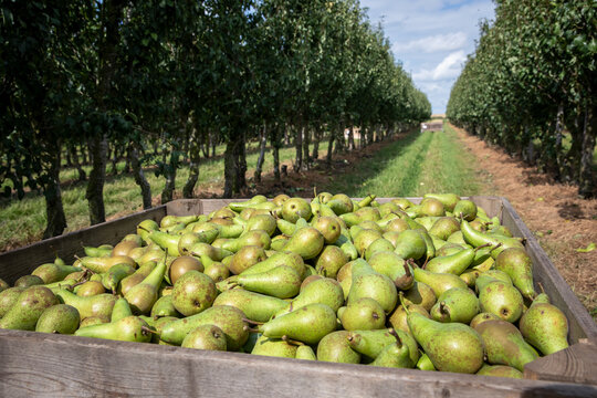 Vers geplukte conference peren worden in de boomgaard verzameld in een kist.