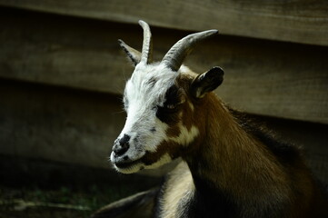 Domestic goat (Capra aegagrus hircus) in a natural environment &ndash; farm animal in countryside or mountain