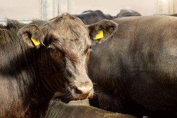 Portrait of a black Angus cow on a livestock farm.