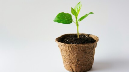 Small Seedling in a Pot