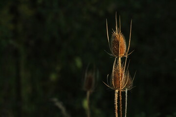 Close up of a Wild Teasel (Dipsacus fullonum) that is dried. Dry wild teasel. Beautiful floral background
