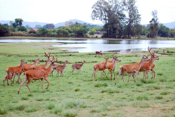 Veador Campeiro pastando na relva