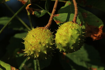 Prickly green chestnut. Chestnut macro in the garden in autumn outdoors. conkers - chestnut tree....