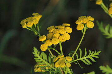 Wild, uncultivated flowers. Yellow flowers in the field. Common Tansy. Tansy, yellow tansy flowers closeup. Beautiful summer background. Beautiful floral background
