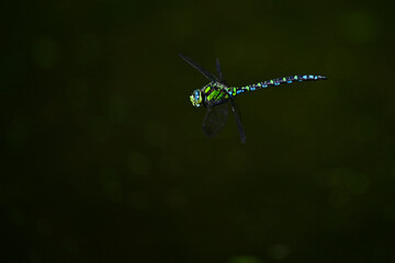 Blaugrüne Mosaikjungfer // Southern hawker, blue hawker (Aeshna cyanea)