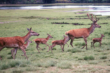 Veador Campeiro pastando na relva