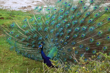 Pavão mostrado sua plumagem
