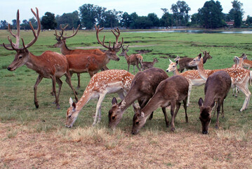 Naklejka premium Veador Campeiro pastando na relva