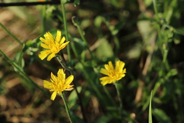 yellow flowering rough hawksbeard in a meadow, selective focus on a green bokeh background - Crepis biennis. Beautiful floral background
