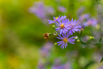 close up of a purple flower with a green background