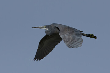 Western reef heron (Egretta gularis)