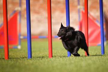 Dog is running slalom on his agility training on agility summer camp czech agility slalom.	