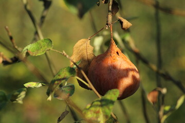 Old rotting apple on a tree
