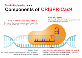 Diagram of CRISPR-Cas9 Genetic Engineering Components, including Cas9, guide RNA, target DNA, and PAM sequence