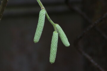 Common hazel Corylus avellana, in the spring blooms in the forest. Male catkins of a common hazel tree
