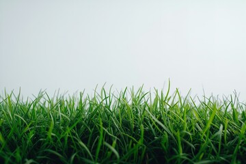 Obraz premium Lush Green Grass Growing Vibrantly Under a Clear Sky During a Sunny Afternoon in a Fresh Outdoor Setting