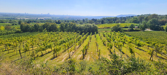 Unterwegs in den Weinbergen