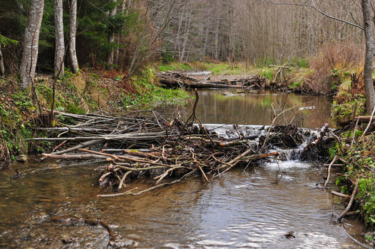 A small beaver dam on a mountain river. Castor fiber