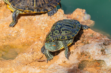 red-eared turtles basking in the sun