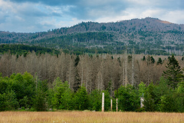 Fototapeta premium Massive bark beetle attack in a spruce monoculture
