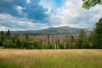 landscape with dead trees 