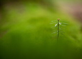 A fir tree sapling on green background. Trees and moss background theme.