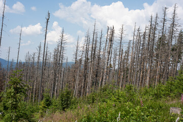 Dead spruce trees infested with bark beetles. 