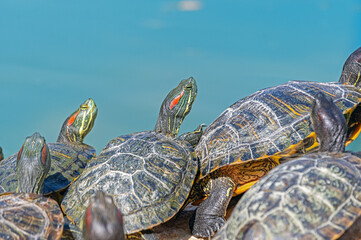 red-eared turtles basking in the sun