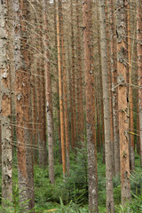 Bark beetle infestation on spruce tree forest. Ips typhographus infestation