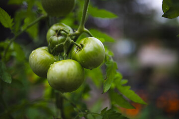 Fototapeta premium green tomatoes on the vine