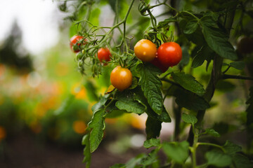 Garden Tomatoes