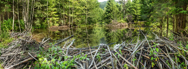 Amazing panorama of a beaver dam. Scenic beaver pond in the forest. Forest beaver lake. © Ungureanu