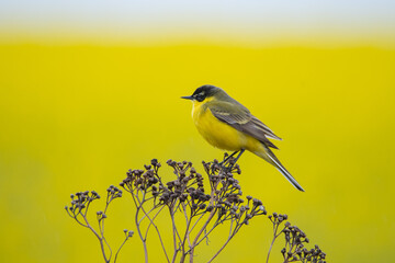 Western yellow wagtail sitting with rapeseed background.