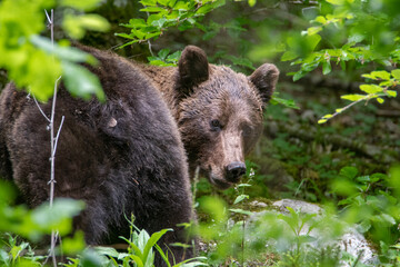 An adult brown bear (Ursus arctos) looking back to the photographer. Romania large carnivore. Bears...