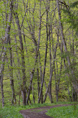 Obraz premium A riparian forest habitat with gray alder (Alnus incana). Riparian galleries alongside a river.