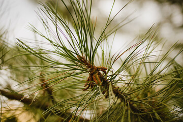 The texture of pine. Pine needles.