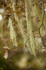 Spanish moss