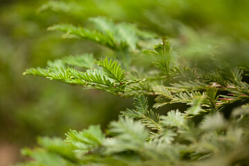 close up of a pine needles