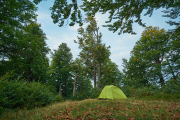 A green camping tent in a forest clearing surrounded by tall beech trees. September, the first autumn leaves have already fallen on the green grass