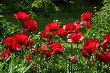 Red poppy flowers blossom in the garden