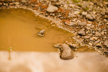 Autumn puddle with a reflection of the sky and trees