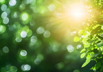 Fototapeta premium Green Bokeh Background with Sunlight and Lens Flare
