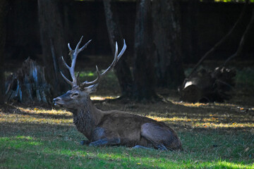 Red deer bull in the forest