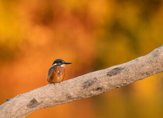 Common European Kingfisher (Alcedo atthis) sitting on the branch with a fish in the beak and autumn colorful background