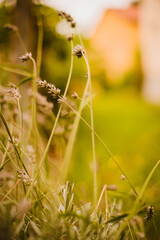 Grass in autumn. Autumn. Trees and mountains in the background