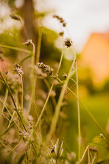 Grass in autumn. Autumn. Trees and mountains in the background