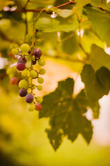 A bunch of grapes on a tree. Autumn. Trees and mountains in the background