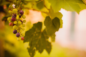 Fototapeta premium A bunch of grapes on a tree. Autumn. Trees and mountains in the background